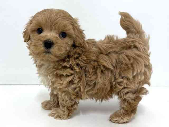 大阪府のハーフ犬・ミックス犬 (ひごペットフレンドリーベルファⅡ都島店/2025年10月8日生まれ/男の子/クリーム)の子犬の3枚目の画像