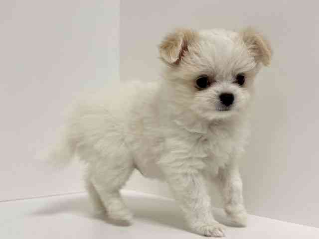 愛知県のハーフ犬・ミックス犬 (ひごペットフレンドリーイトーヨーカドー知多店/2025年10月9日生まれ/男の子/クリーム)の子犬の3枚目の画像