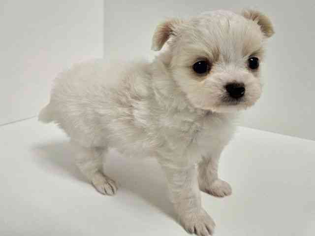 愛知県のハーフ犬・ミックス犬 (ひごペットフレンドリーイトーヨーカドー知多店/2025年10月9日生まれ/男の子/クリーム)の子犬の3枚目の画像