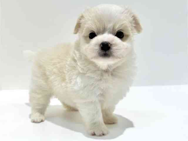 大阪府のハーフ犬・ミックス犬 (ひごペットフレンドリーイオン高槻店/2025年10月9日生まれ/男の子/クリーム)の子犬の3枚目の画像