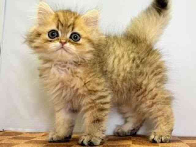 愛媛県のペルシャ (ひごペットフレンドリーエミフルMASAKI店/2025年9月20日生まれ/男の子/チンチラゴールデン)の子猫の3枚目の画像