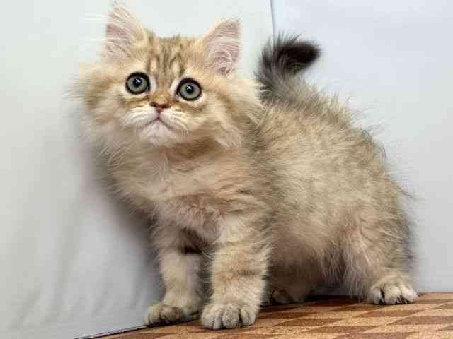 愛媛県のペルシャ (ひごペットフレンドリーエミフルMASAKI店/2025年9月20日生まれ/男の子/チンチラゴールデン)の子猫の3枚目の画像