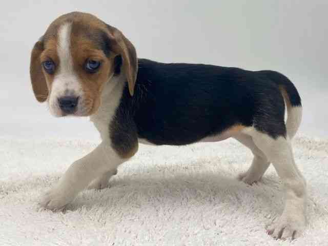 島根県のビーグル (ひごペットフレンドリーイオンモール出雲店/2025年10月12日生まれ/女の子/ブラックタンホワイト)の子犬の3枚目の画像