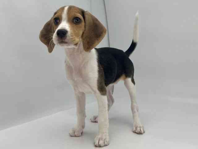 島根県のビーグル (ひごペットフレンドリーイオンモール出雲店/2025年10月12日生まれ/女の子/ブラックタンホワイト)の子犬の3枚目の画像