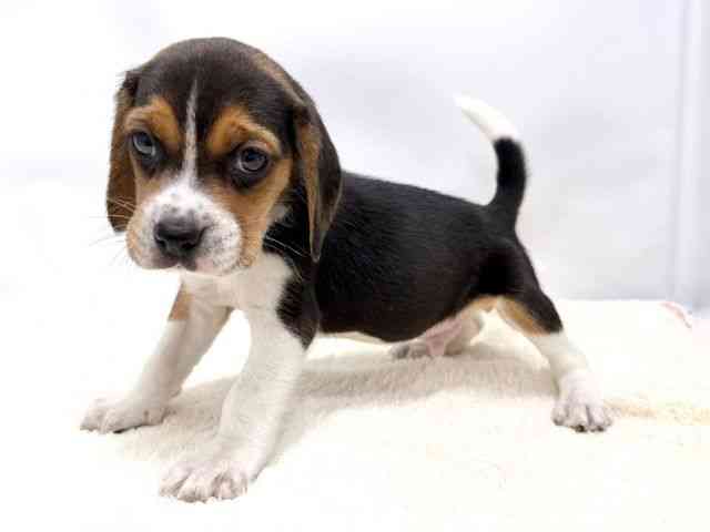 広島県のビーグル (ひごペットフレンドリーゆめタウン廿日市店/2025年10月12日生まれ/男の子/ブラックタンホワイト)の子犬の3枚目の画像