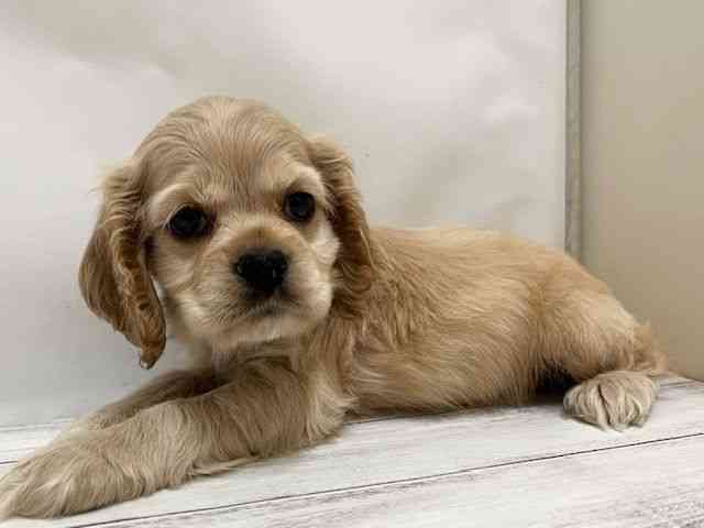 和歌山県のアメリカンコッカースパニエル (ひごペットフレンドリーパームシティ和歌山店/2025年10月11日生まれ/男の子/バフ)の子犬の3枚目の画像