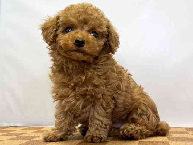 愛媛県のトイプードル(トイ) (ひごペットフレンドリーエミフルMASAKI店/2025年10月8日生まれ/男の子/レッド)の子犬の3枚目の画像