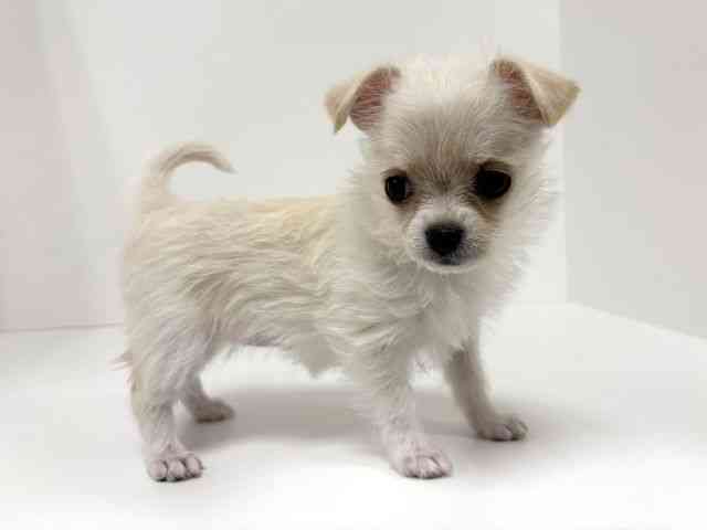 愛知県のチワマル/マルチワ(チワワ×マルチーズ) (ひごペットフレンドリーイトーヨーカドー知多店/2025年10月12日生まれ/女の子/クリーム)の子犬の3枚目の画像