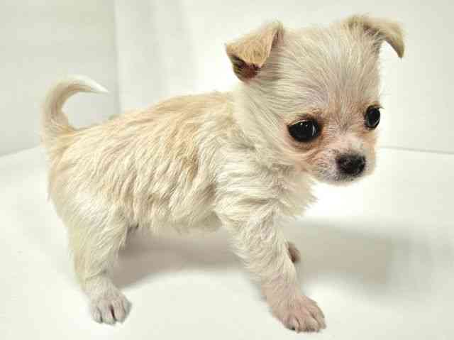 愛知県のチワマル/マルチワ(チワワ×マルチーズ) (ひごペットフレンドリーイトーヨーカドー知多店/2025年10月12日生まれ/女の子/クリーム)の子犬の3枚目の画像