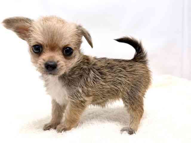 広島県のチワマル/マルチワ(チワワ×マルチーズ) (ひごペットフレンドリーゆめタウン廿日市店/2025年10月12日生まれ/女の子/フォーンホワイト)の子犬の3枚目の画像