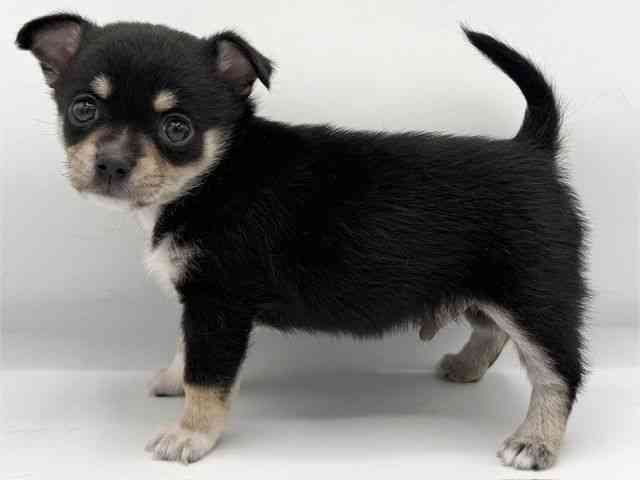 大阪府のポメチワ/チワポメ/ポメチー(ポメラニアン×チワワ) (ひごペットフレンドリーららぽーとEXPOCITY店/2025年10月11日生まれ/男の子/ブラックタンホワイト)の子犬の3枚目の画像