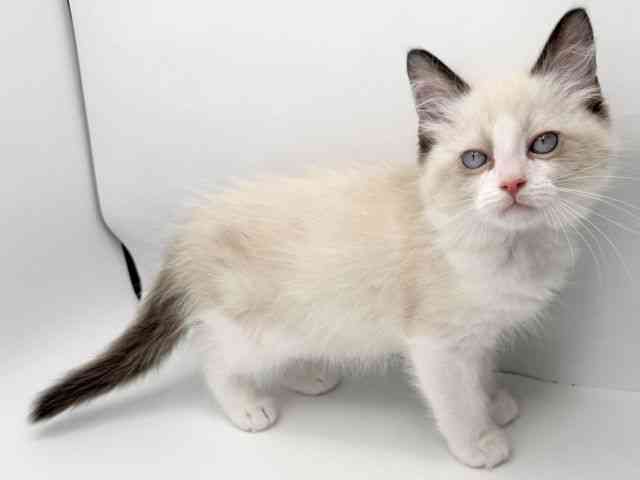 大阪府のラグドール (ひごペットフレンドリーみのおキューズモール店/2025年10月10日生まれ/男の子/シールポイントバイカラー)の子猫の3枚目の画像