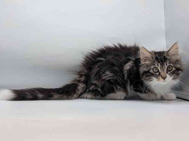 香川県のノルウェージャンフォレストキャット (ひごペットフレンドリーゆめタウン高松店/2025年10月12日生まれ/男の子/ブラウンタビーホワイト)の子猫の3枚目の画像