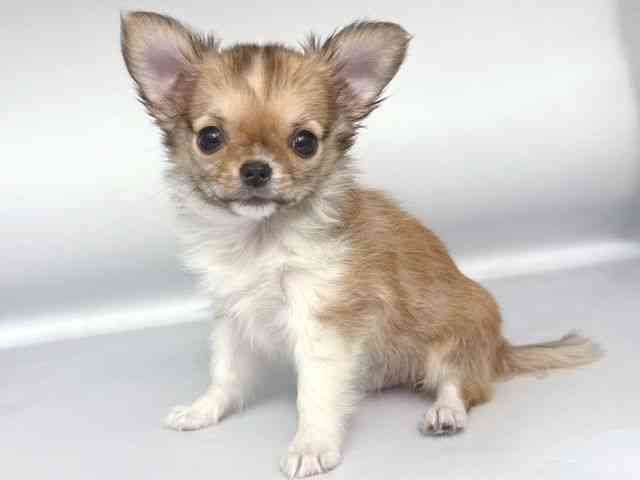 大阪府のチワワ(ロング) (ひごペットフレンドリー岸和田店/2025年10月10日生まれ/男の子/レッドセーブルホワイト)の子犬の3枚目の画像