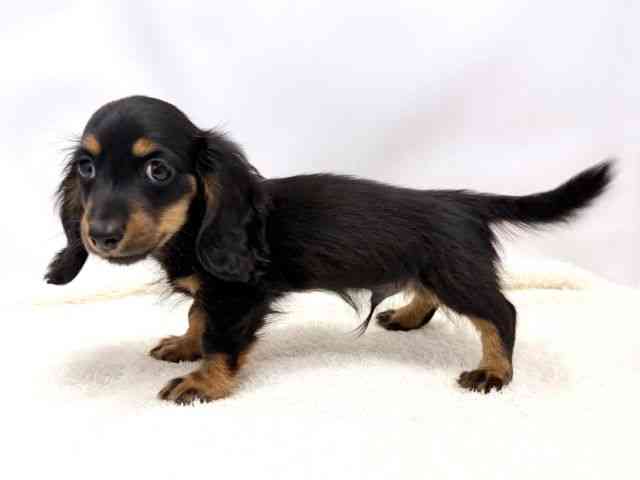 広島県のカニンヘンダックスフンド(ロング) (ひごペットフレンドリーゆめタウン廿日市店/2025年10月10日生まれ/男の子/ブラックタン)の子犬の3枚目の画像