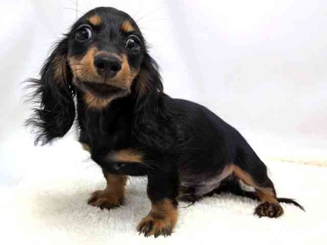 広島県のカニンヘンダックスフンド(ロング) (ひごペットフレンドリーゆめタウン廿日市店/2025年10月10日生まれ/男の子/ブラックタン)の子犬の3枚目の画像