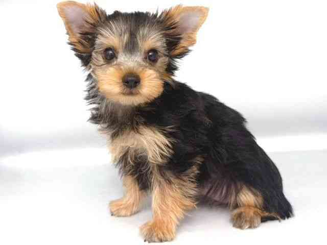 大阪府のヨークシャーテリア (ひごペットフレンドリー岸和田店/2025年10月9日生まれ/女の子/スチールブルータン)の子犬の3枚目の画像