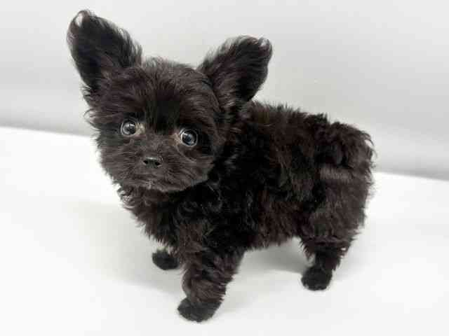 大阪府のハーフ犬・ミックス犬 (ひごペットフレンドリーイオンタウン豊中庄内店/2025年10月1日生まれ/男の子/ブラックホワイト)の子犬の3枚目の画像