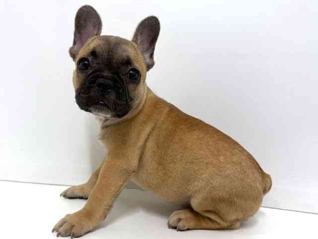 大阪府のフレンチブルドッグ (ひごペットフレンドリーベルファⅡ都島店/2025年10月5日生まれ/男の子/フォーン)の子犬の3枚目の画像