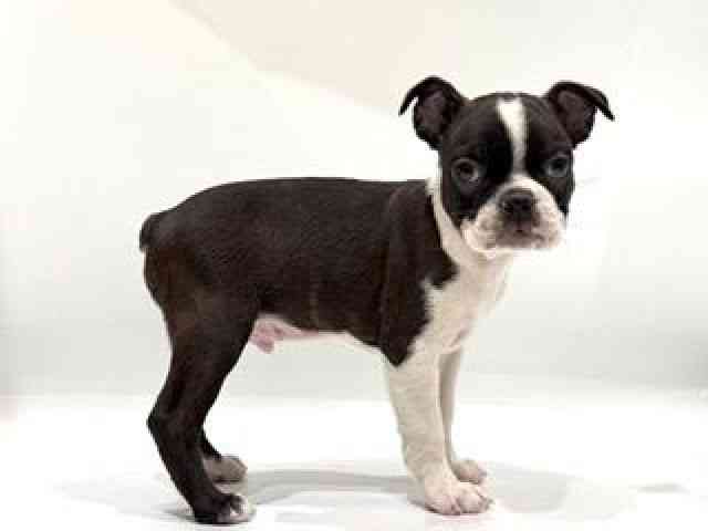 愛知県のボストンテリア (ひごペットフレンドリーヴィアモール アピタ江南西店/2025年10月3日生まれ/男の子/ボストンカラー)の子犬の3枚目の画像