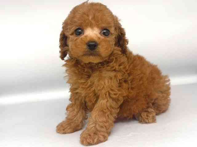 大阪府のトイプードル(トイ) (ひごペットフレンドリー岸和田店/2025年10月12日生まれ/男の子/アプリコット)の子犬の3枚目の画像