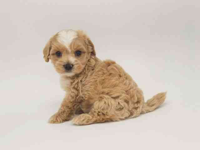 大阪府のハーフ犬・ミックス犬 (ひごペットフレンドリー泉ヶ丘店/2025年10月8日生まれ/女の子/クリーム)の子犬の3枚目の画像