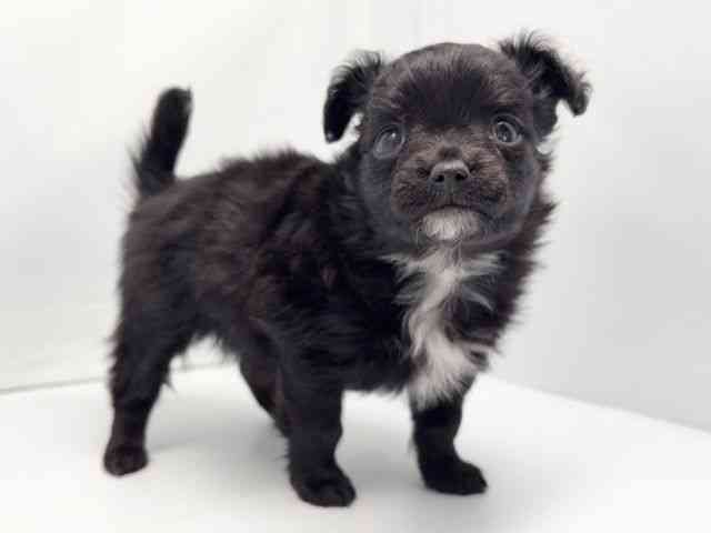 京都府のハーフ犬・ミックス犬 (ひごペットフレンドリー洛北阪急スクエア店/2025年10月9日生まれ/女の子/ブラック)の子犬の3枚目の画像