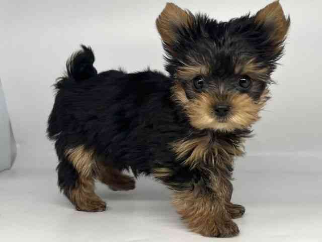 徳島県のヨークシャーテリア (ひごペットフレンドリーゆめタウン徳島店/2025年10月9日生まれ/男の子/スチールブルータン)の子犬の3枚目の画像