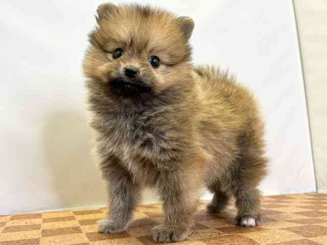 愛媛県のポメラニアン (ひごペットフレンドリーエミフルMASAKI店/2025年10月10日生まれ/女の子/オレンジ)の子犬の3枚目の画像