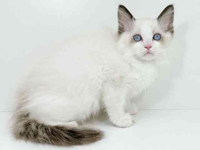 京都府のラグドール (ひごペットフレンドリーイズミヤショッピングセンター八幡店/2025年10月10日生まれ/男の子/シールポイントバイカラー)の子猫の3枚目の画像