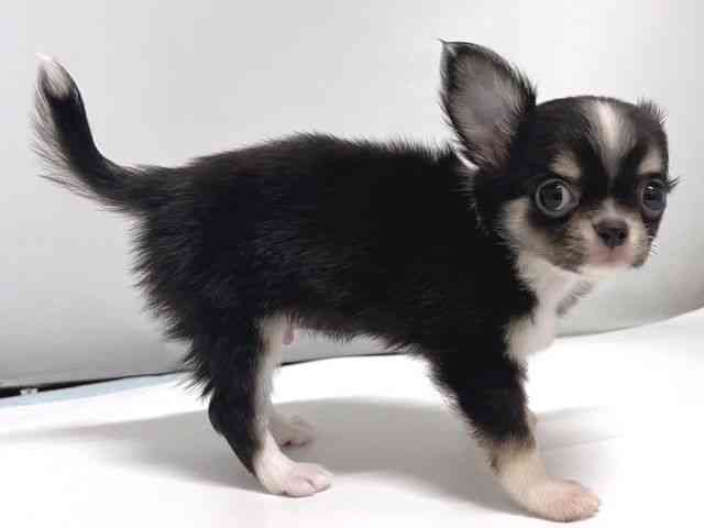 奈良県のチワワ(ロング) (ひごペットフレンドリー奈良パワーシティ店/2025年10月10日生まれ/男の子/ブラックタンホワイト)の子犬の3枚目の画像