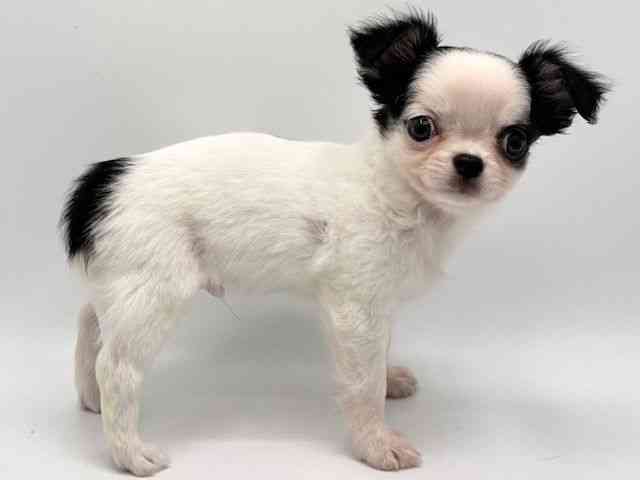 大阪府のチワワ(ロング) (ひごペットフレンドリーみのおキューズモール店/2025年10月10日生まれ/男の子/ホワイトブラック)の子犬の3枚目の画像