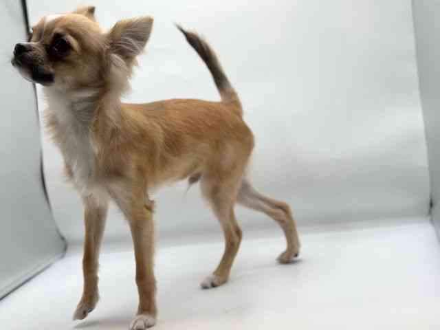 香川県のチワワ(ロング) (ひごペットフレンドリーゆめタウン高松店/2025年10月10日生まれ/男の子/セーブルホワイト)の子犬の3枚目の画像