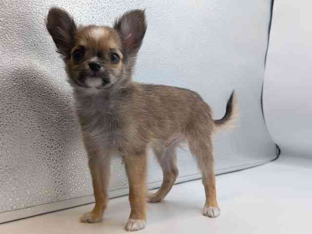 香川県のチワワ(ロング) (ひごペットフレンドリーゆめタウン高松店/2025年10月10日生まれ/男の子/セーブルホワイト)の子犬の3枚目の画像