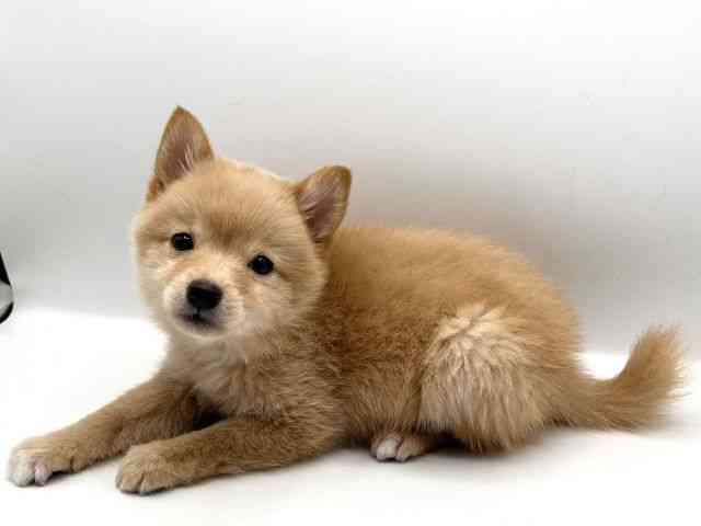 京都府のポメ柴/豆ポメ/ポメ豆柴(ポメラニアン×柴犬) (ひごペットフレンドリーイオンモール高の原店/2025年10月8日生まれ/女の子/クリーム)の子犬の3枚目の画像