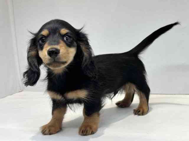 大阪府のカニンヘンダックスフンド(ロング) (ひごペットフレンドリーセブンパーク天美店/2025年10月10日生まれ/男の子/ブラックタン)の子犬の3枚目の画像