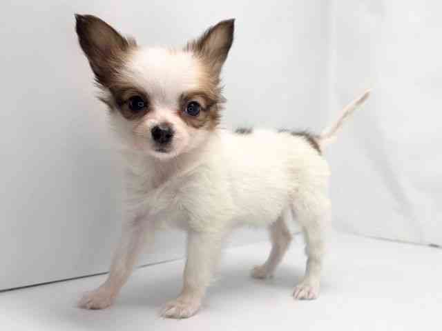 京都府のパピヨン (ひごペットフレンドリー洛北阪急スクエア店/2025年10月12日生まれ/女の子/ホワイトブラウン)の子犬の3枚目の画像