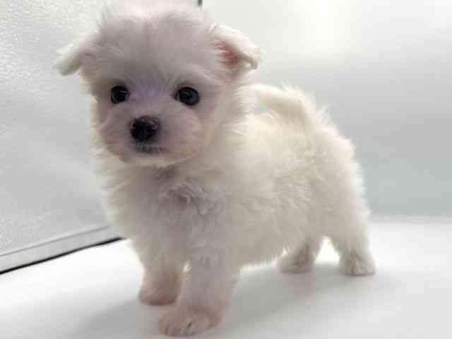 愛知県のマルチーズ (ひごペットフレンドリープライムツリー赤池店/2025年10月11日生まれ/男の子/ホワイト)の子犬の3枚目の画像