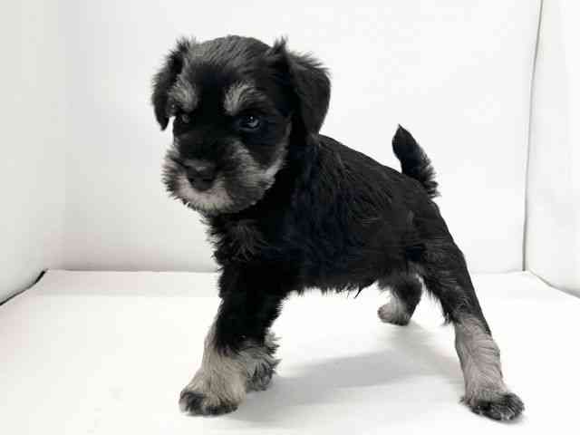 愛媛県のミニチュアシュナウザー (ひごペットフレンドリーイオンモール今治新都市店/2025年10月10日生まれ/男の子/ブラックシルバー)の子犬の3枚目の画像