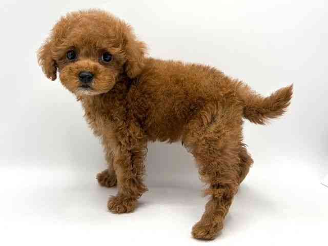 奈良県のトイプードル(トイ) (ひごペットフレンドリー田原本店/2025年10月10日生まれ/男の子/レッド)の子犬の3枚目の画像