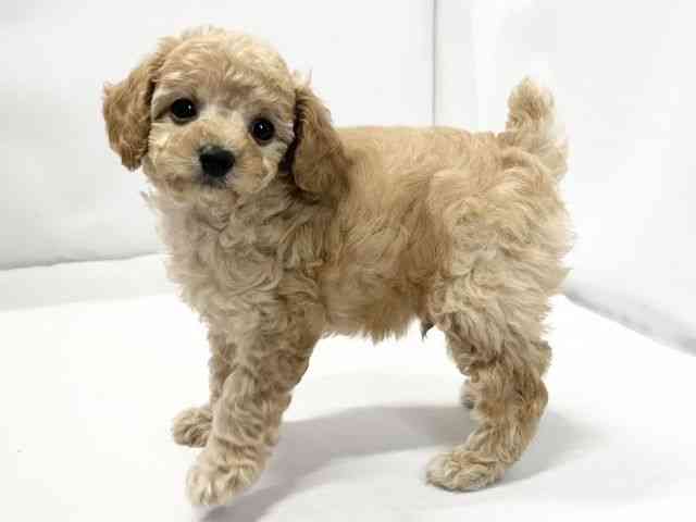 愛媛県のトイプードル(トイ) (ひごペットフレンドリーイオンモール今治新都市店/2025年10月7日生まれ/男の子/クリーム)の子犬の3枚目の画像