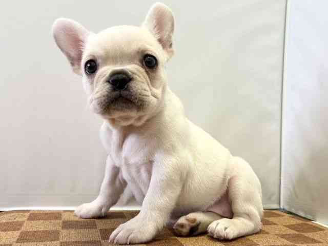 愛媛県のフレンチブルドッグ (ひごペットフレンドリーエミフルMASAKI店/2025年10月11日生まれ/女の子/クリーム)の子犬の3枚目の画像