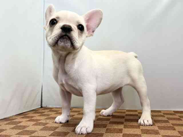 愛媛県のフレンチブルドッグ (ひごペットフレンドリーエミフルMASAKI店/2025年10月11日生まれ/女の子/クリーム)の子犬の3枚目の画像