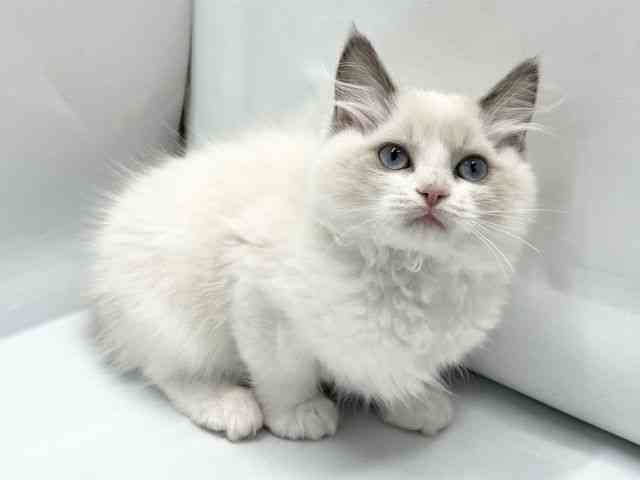 京都府のラグドール (ひごペットフレンドリー京都店/2025年9月23日生まれ/女の子/ブルーポイントバイカラー)の子猫の2枚目の画像