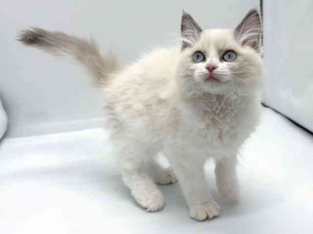 京都府のラグドール (ひごペットフレンドリー京都店/2025年9月23日生まれ/女の子/ブルーポイントバイカラー)の子猫の3枚目の画像