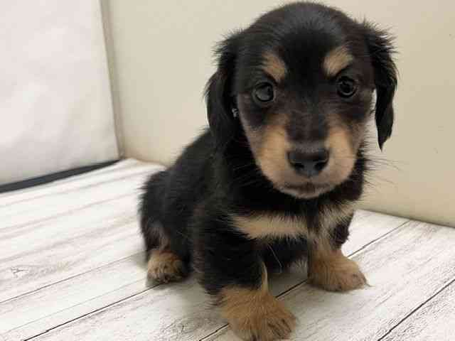 和歌山県のミニチュアダックスフンド(ロング) (ひごペットフレンドリーパームシティ和歌山店/2025年10月12日生まれ/男の子/ブラックタン)の子犬の3枚目の画像