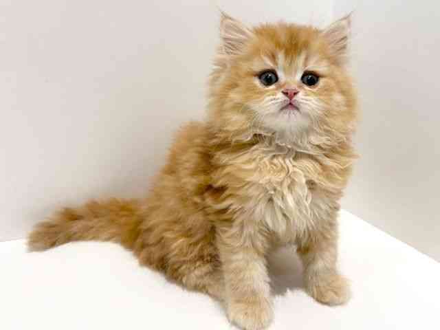 大阪府のスコティッシュフォールド (ひごペットフレンドリーイオン高槻店/2025年10月11日生まれ/男の子/レッドタビー)の子猫の3枚目の画像