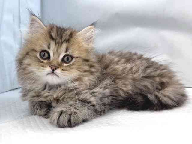 大阪府のスコティッシュフォールド (ひごペットフレンドリー堺プラットプラット店/2025年10月11日生まれ/男の子/ブラウンタビー)の子猫の3枚目の画像