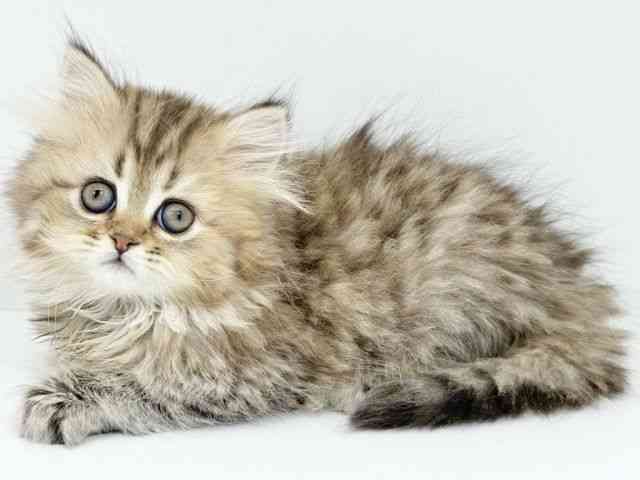 兵庫県のスコティッシュフォールド (ひごペットフレンドリーイトーヨーカドー明石店/2025年10月11日生まれ/女の子/ブラウンタビー)の子猫の3枚目の画像