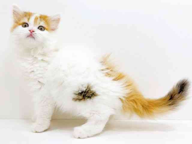 広島県のラガマフィン (ひごペットフレンドリーフジグラン神辺店/2025年10月12日生まれ/女の子/キャリコ)の子猫の3枚目の画像